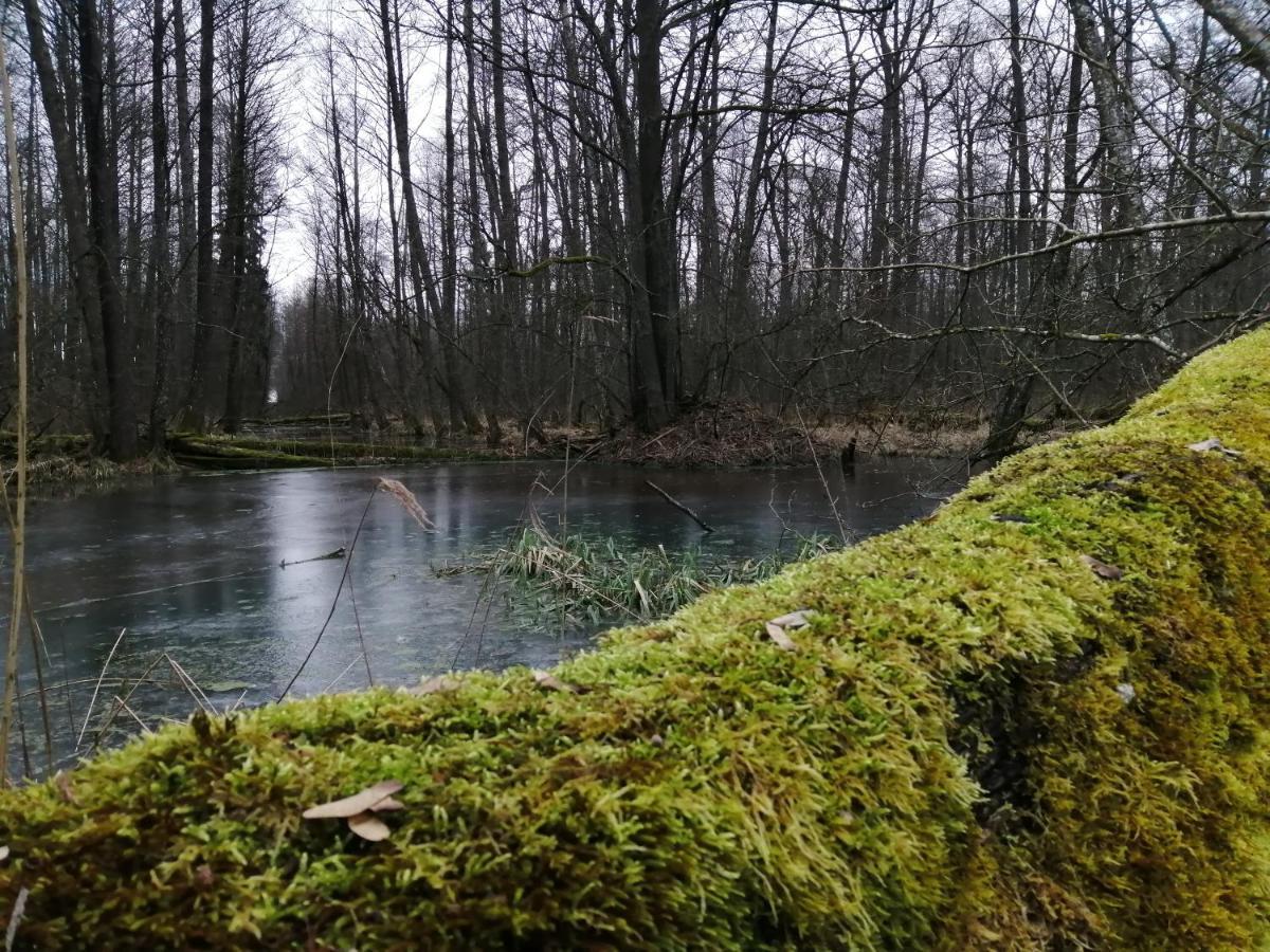 Zielony Domek W Sztynorcie Sztynort Buitenkant foto