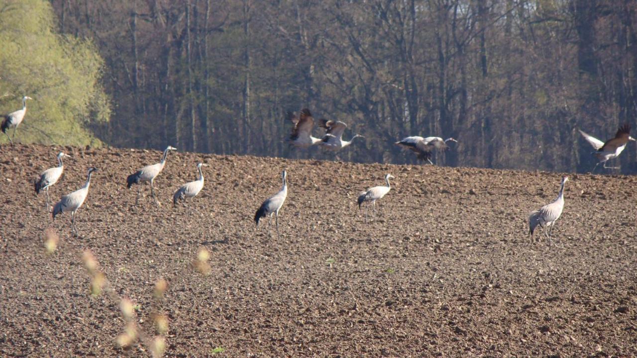 Zielony Domek W Sztynorcie Sztynort Buitenkant foto